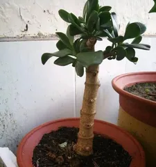 Yushu Planting Techniques and Care Methods (The Secret Weapon for Creating a Charming Garden - Knowledge and Experience Sharing on Yushu Cultivation) 3