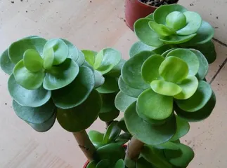 Wooden Plants Great—Exploring the Wooden Beauty of Nature (From Diversity to Ecological Value, Interpreting the Mysteries of Nature Through Wooden Plants)