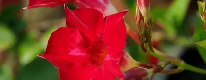 Toxicity and Suitable Growing Environment of Red Cicada Flower (Everything you need to know about the toxicity and care techniques of Red Cicada Flower) 3