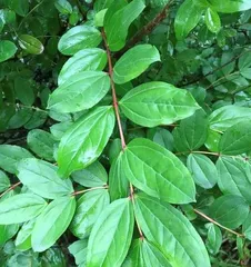 Woody Plants - Exploring the Beauty of Nature