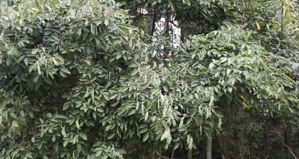 Woody Plants - Exploring the Beauty of Nature