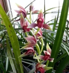 The flowering time and care methods of Jian兰 (when does it start blooming in the months? How many years of care are needed before it blooms?)