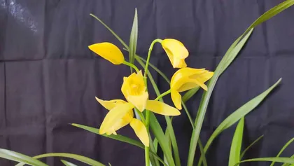 Jianlan Flowering Time and Care Methods (When does it start blooming? How many years of care are needed to bloom?) 2