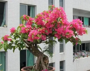 Cultivation Techniques for Forsythia in Northern Winter (Beautiful flowers blooming in the harsh cold, how to grow them correctly?)