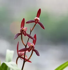 Jianlan Flowering Time and Care Methods (When does it start blooming? How many years of care are needed to bloom?) 3