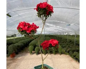 How to properly care for杜鹃 bonsai? (Growing and maintenance methods for杜鹃 bonsai)