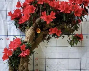 How to properly care for Rhododendron old stumps? (Breeding methods and maintenance tips for Rhododendron old stumps) 2