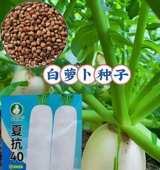 The Ultimate Guide to Growing Radishes (Have You Mastered the Planting Time, Methods, and Care Tips?)