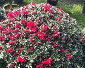 How to properly care for Rhododendron old stumps? (Breeding methods and maintenance tips for Rhododendron old stumps) 3