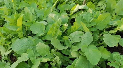 Complete Guide to Growing White Radishes (Do You Master the Planting Time, Methods, and Care Techniques?) Part 2