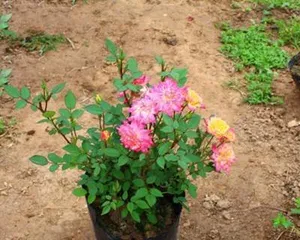 How to Manage Potted Miniature Roses (Key Points and Techniques for Cultivating Mini Roses)