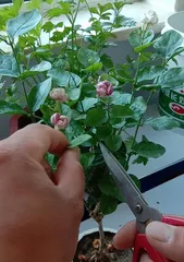 The Beauty of Jasmine (Exploring Jasmine Pruning Techniques and Care Tips)
