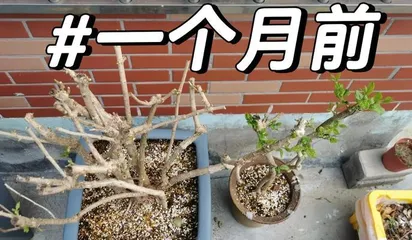 Jasmine Beauty (Exploring Pruning Techniques and Care Points for Jasmine) 2