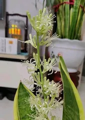 Succulent Plant Care Guide (Care Tips, Creating Beauty of Mother-in-Law Tongue Blooming)