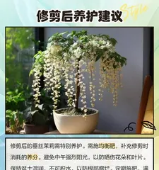 Jasmine Beauty (Exploring Pruning Techniques and Care Points for Jasmine) 3