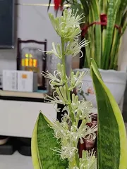 Snake Plant Flowering Care Guide (Care Tips, Creating Beautiful Snake Plant Flowers) 2