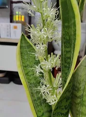 Snake Plant Flowering Care Guide (Care Tips, Creating Beautiful Snake Plant Flowers) 3