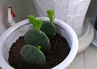 Pine cuttings, root quickly! (The fastest way to root Japanese red maple cuttings, teach you to master it easily)