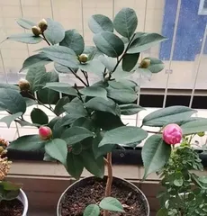 Cultivation of Red Camellias at Home (Creating a Beautiful Garden, Sharing the Lifestyle of Red Camellias)