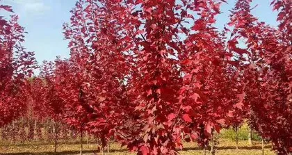 Maple Cuttings, Fast Rooting! (Fastest Method for Red Maple Cutting Propagation, Teaching You to Master Easily) 2