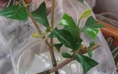 Maple Cuttings, Fast Rooting! (Fastest Method for Red Maple Cutting Propagation, Teaching You to Master Easily) 3