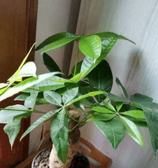 How to care for a grafted wealth tree, helping you grow a healthy green plant