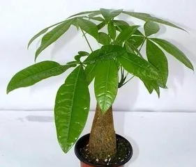 How to Care for Grafted Money Tree, Help You Grow Healthy Green Plants 2
