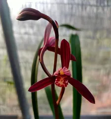 How to care for Jianlan to bloom more? (Master six techniques and make Jianlan blooming no longer a difficult task)