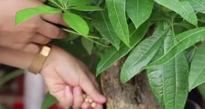 How to Care for Grafted Money Tree, Help You Grow Healthy Green Plants 3