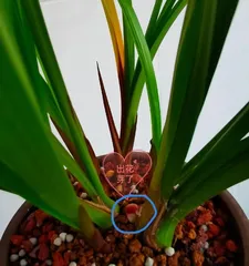 How to care for Cymbidium to make it bloom more? (Master six techniques, making Cymbidium blooming no longer difficult) 2