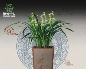 How to care for Cymbidium to make it bloom more? (Master six techniques, making Cymbidium blooming no longer difficult) 3