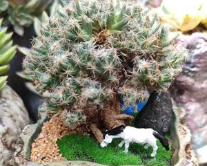 All Seasons' Care Guide for Eleganthus (Detailed Watering Schedule for Spring, Summer, Autumn, Winter, Keeping Eleganthus Thriving)