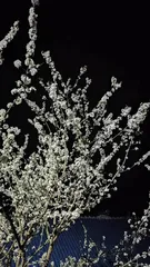 Family Nine-Turn Flower Care Secrets (Help You Easily Grow Vibrant Nine-Turn Flowers)