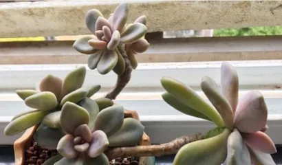 How to Care for Beautiful Winter Beauties Succulents (Creating Beautiful Succulents, Starting with Winter Beauties)