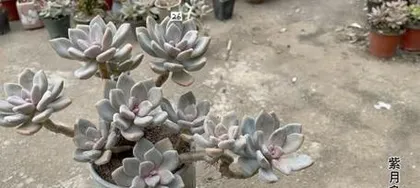 How to Care for Beautiful Winter Beauty Succulents (Creating Beautiful Succulents, Starting with Winter Beauty) 2