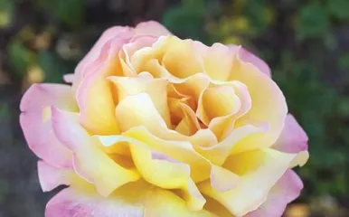 Family Nine-Turn Flower Care Secrets (Help You Easily Cultivate Vibrant Nine-Turn Flowers) 2