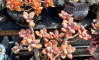 How to Care for Beautiful Winter Beauty Succulents (Creating Beautiful Succulents, Starting with Winter Beauty) 3