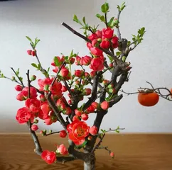 The toxicity issue of hawthorn flowers in indoor cultivation (understanding toxicity, cultivating with peace of mind)