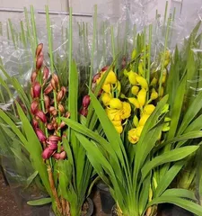 Cymbidium Care Tips (Creating Beautiful Cymbidiums)