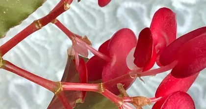 Begonia Toxicity in Indoor Cultivation (Understanding Toxicity, Safe Maintenance) 2