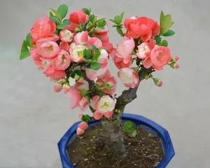 Begonia Toxicity in Indoor Cultivation (Understanding Toxicity, Safe Maintenance) 3