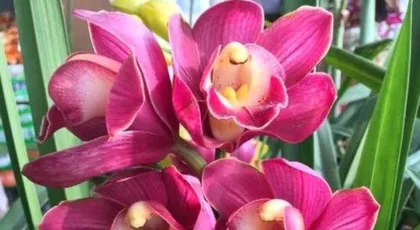 Cymbidium Orchid Care Techniques (Creating Beautiful Cymbidium Orchids) 2