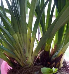 Cymbidium Orchid Care Techniques (Creating Beautiful Cymbidium Orchids) 3