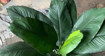 Care Guide for Emerald Giant Plant (Making Your Emerald Giant Plant Thrive)