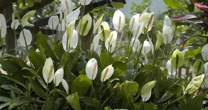 Green Giant Care Guide (Make Your Green Giant Thrive) 2