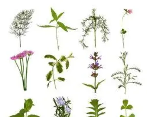 What are the functions of woody plants, an indispensable green treasure for ecology, economy, and daily life