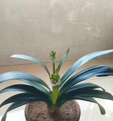 Cymbidium Outdoor Care Guide (Pros and Cons of Growing Cymbidium Outdoors and Precautions)