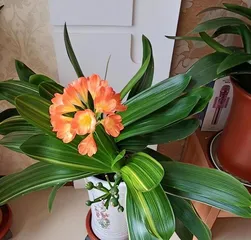 Clivia Outdoor Care Guide (Advantages and Disadvantages of Growing Clivia Outdoors and Precautions) 2