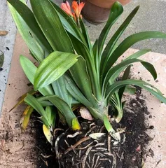 Clivia Outdoor Care Guide (Advantages and Disadvantages of Growing Clivia Outdoors and Precautions) 3