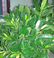 Graywood Care Guide – Let It Blossom in Full Glory (Unveiling Care Tips to Create Graywood Beauty in the Garden)